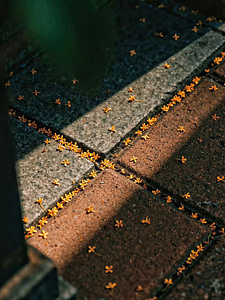 leaves